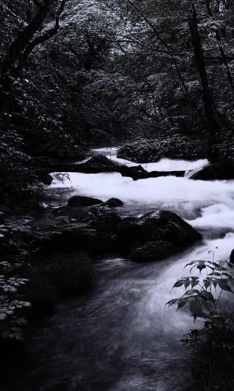 Лесная река обои