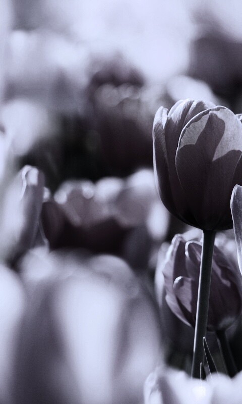 Красивые тюльпаны обои