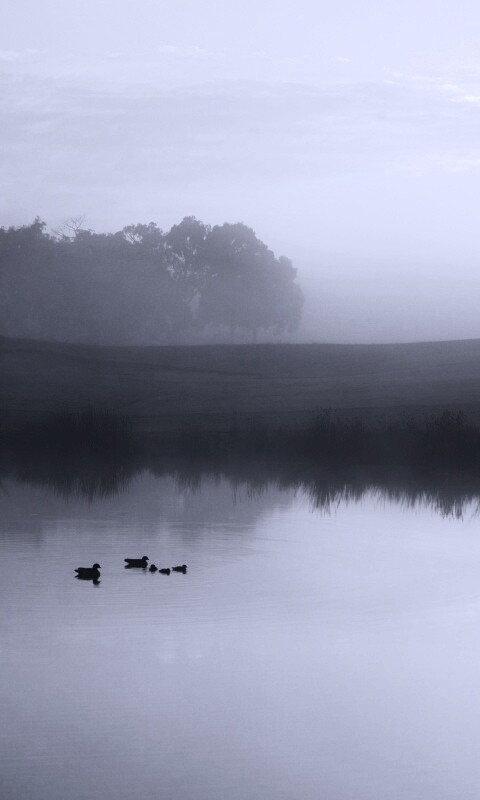 Ducks on a Misty Pond обои