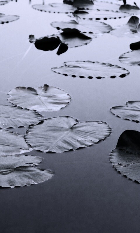 Плавающие листья обои