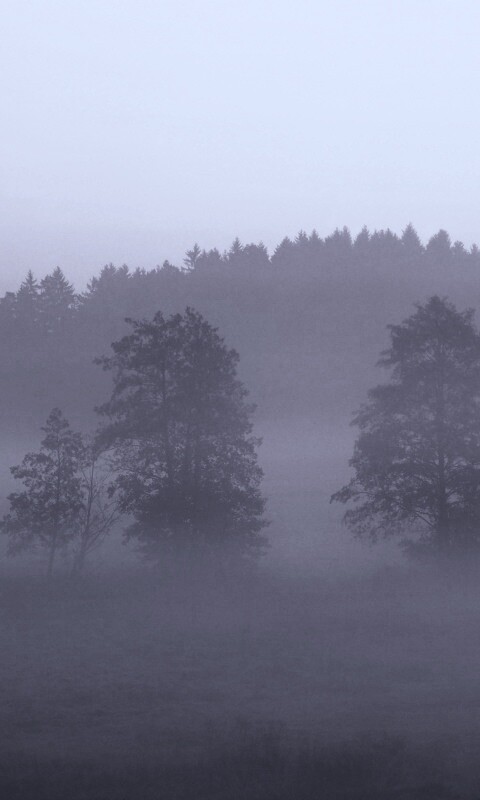 Розовый лес обои