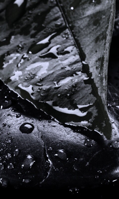 Зеленый лист на черных камнях обои