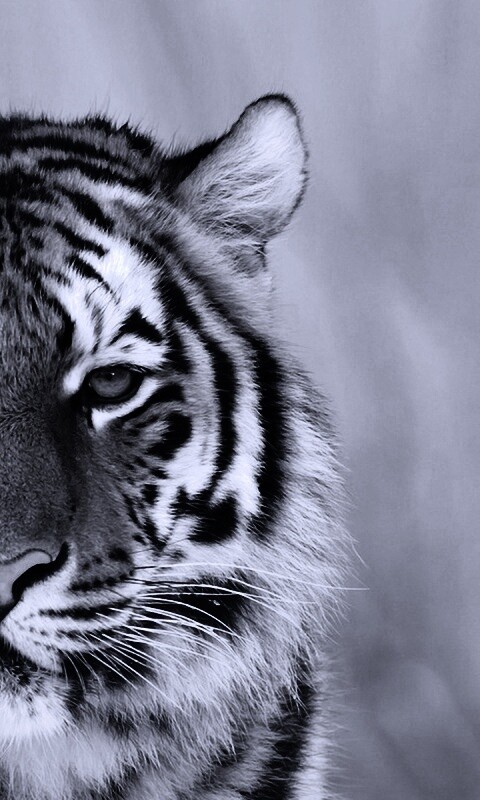 Красавец тигр обои