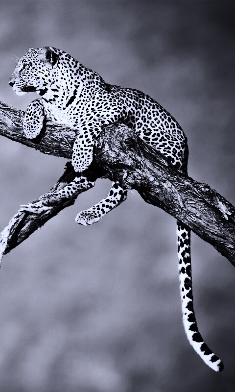 Ягуар на дереве обои