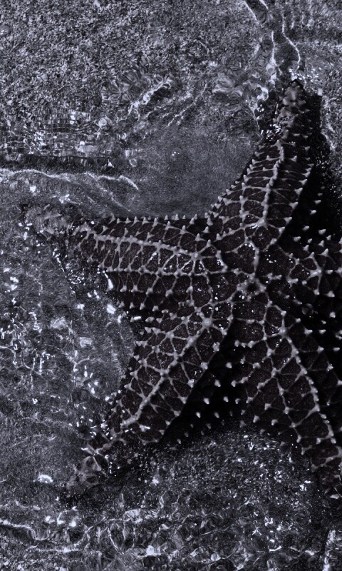 Морская звезда обои