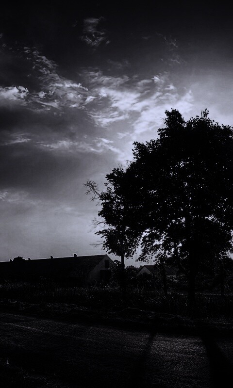 Закат на фоне дерева в HDR обои