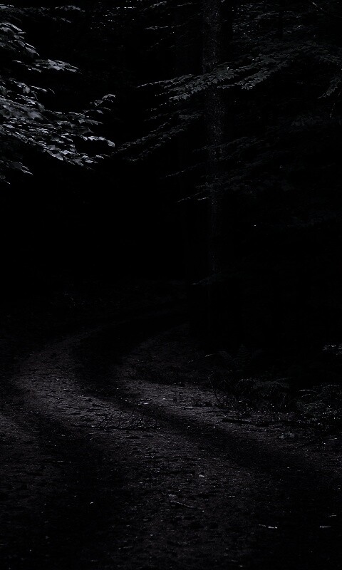 Лесная дорога обои