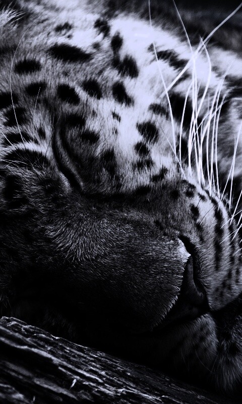 Спящий хищник обои