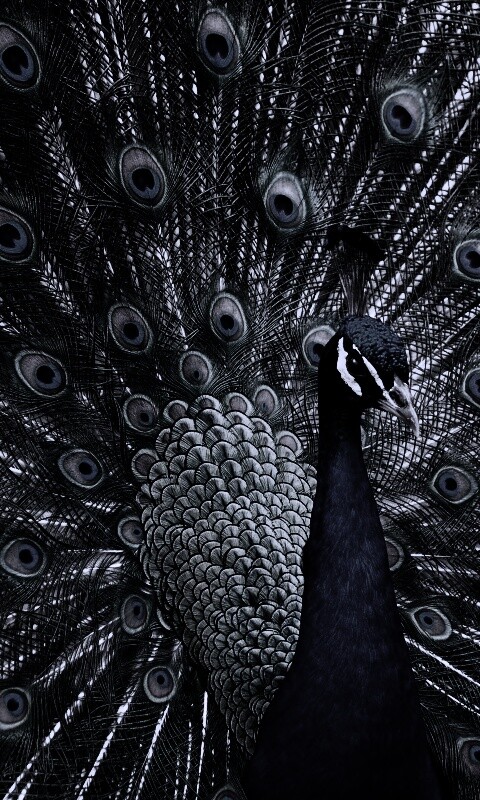 Красивый павлин обои