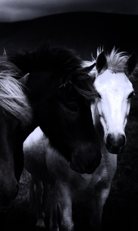 Мустанги обои