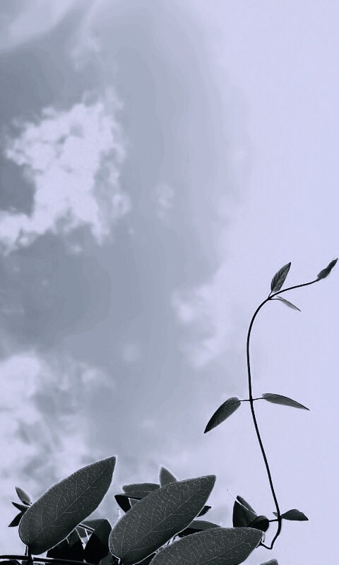 Зеленые ветви на фоне голубого неба обои