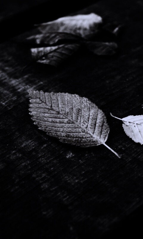 Опавшая листва обои