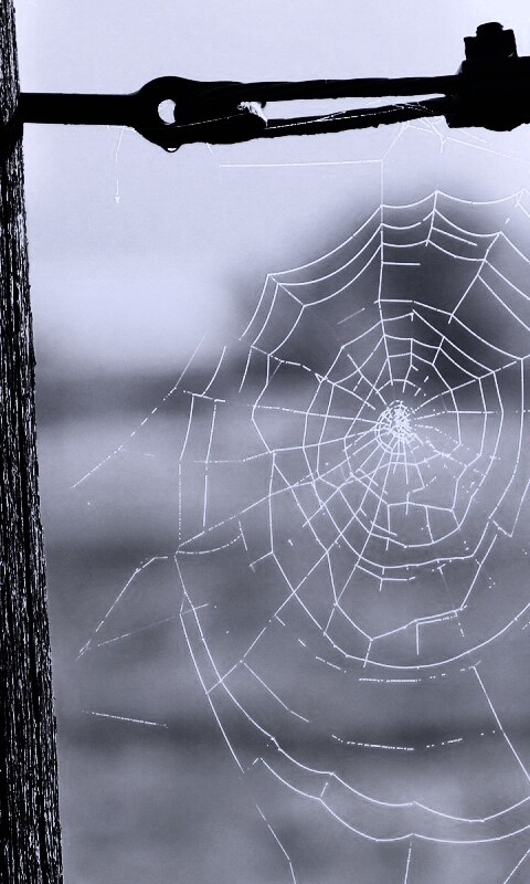 Паутина 51 обои