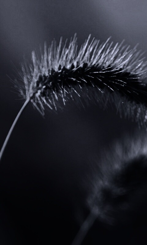 Травинка обои