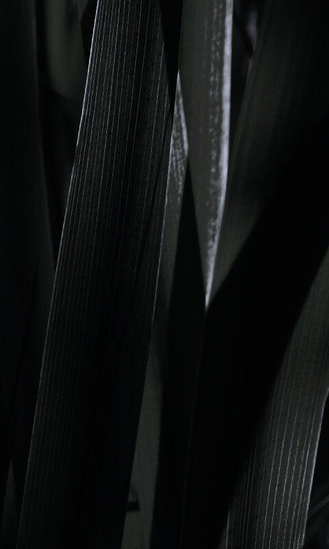 Стебли травы обои