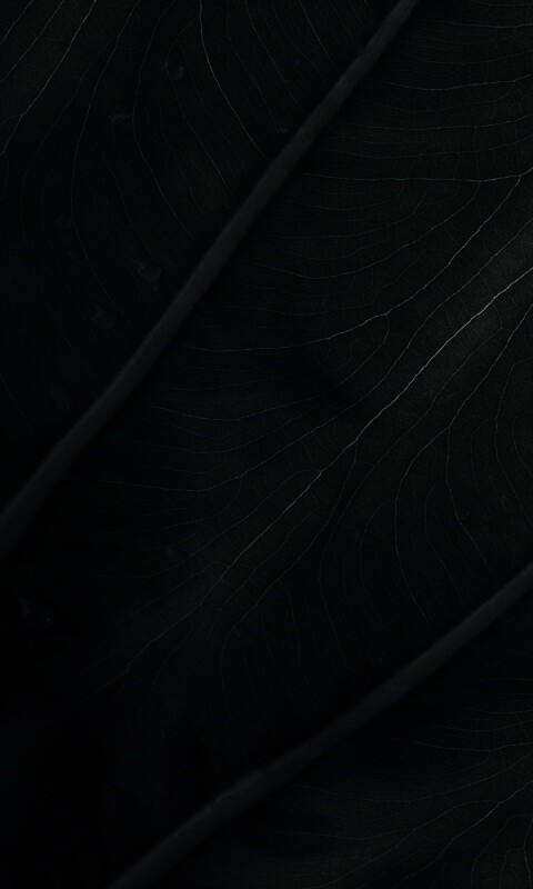 Прожилки на листе обои