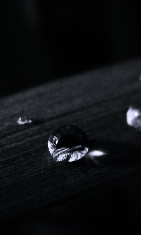 Капли росы на листе обои