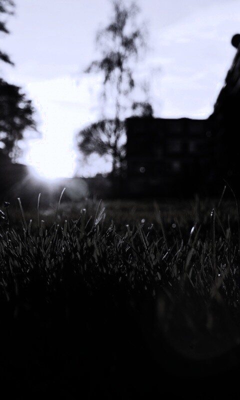 Трава во дворе обои