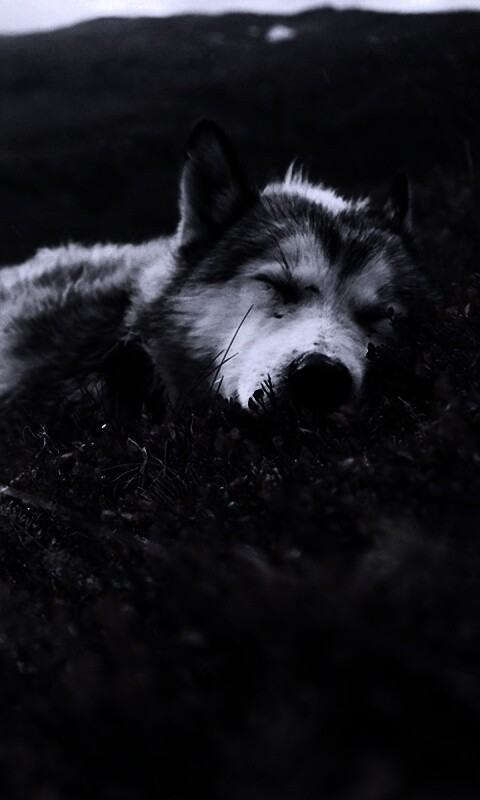 Лапа в цветах обои