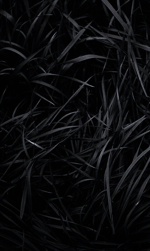 Блеклая трава обои