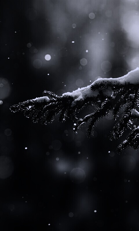 Еловая лапа обои