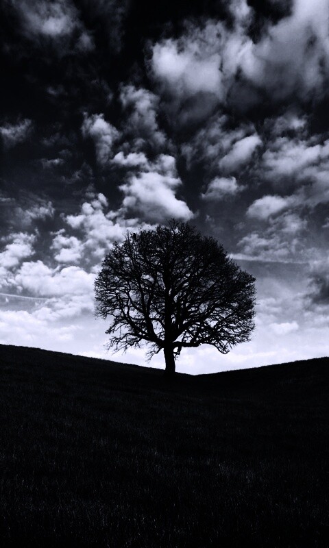 Холм одинокого дуба обои