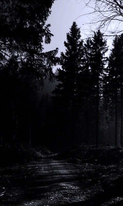 Лесная дорога обои