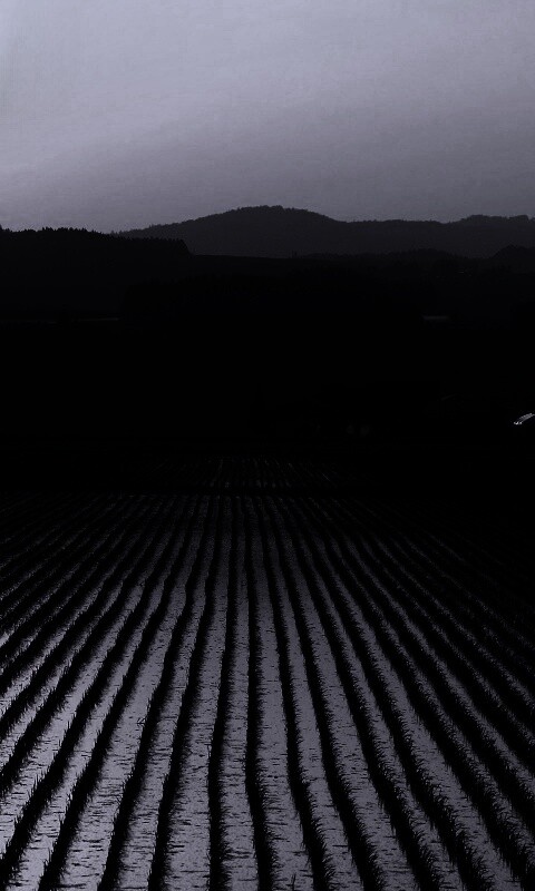 Рисовые поля обои