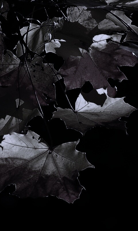 Колоритные осенние листья обои