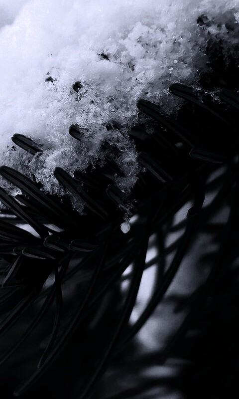 Хвойная ветка вся в снегу обои