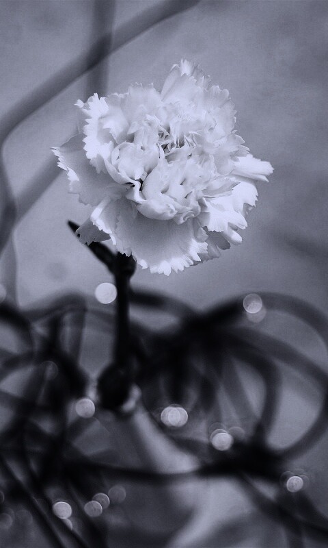 Электронный цветок обои