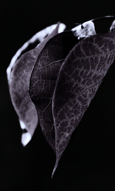 Ветка красных листьев обои