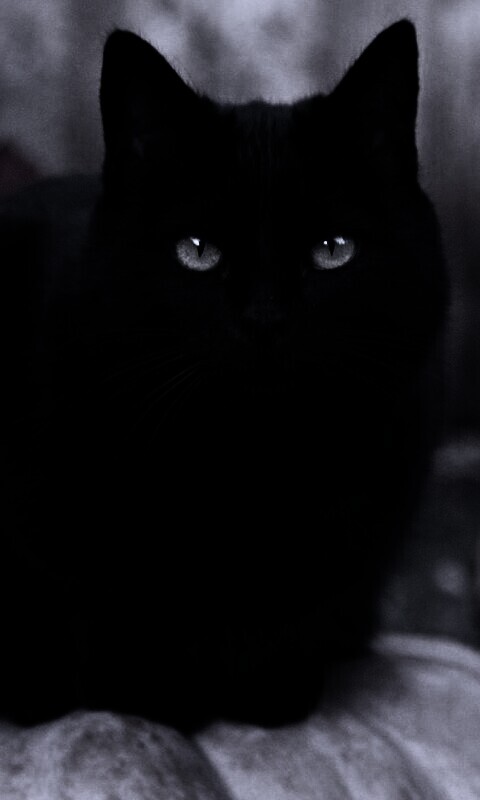 Чёрный кот на тыкве обои