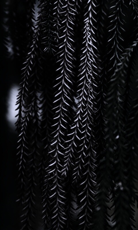 Зеленые колючки обои