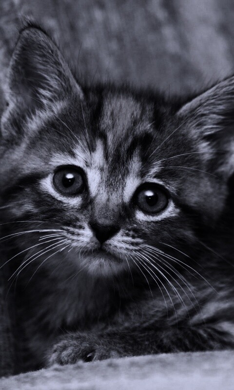 Милый маленький котенок обои