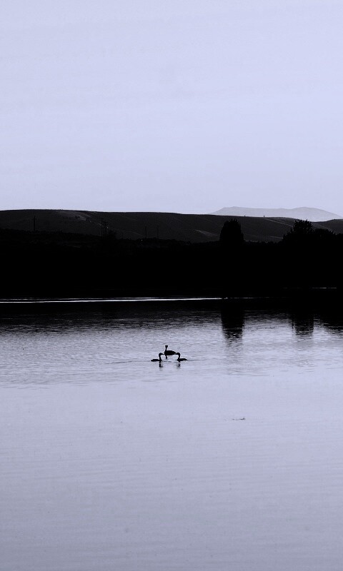 Утиное озеро обои