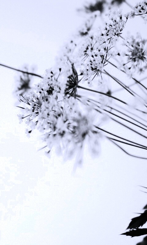 Цветы в макро обои