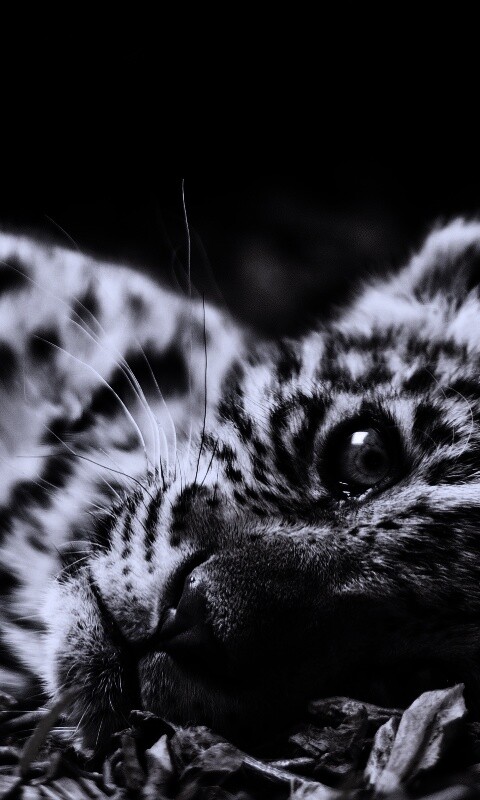 Гепард котенок обои