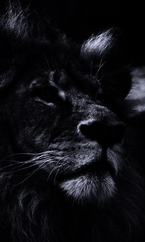 Гордый черно-белый лев обои