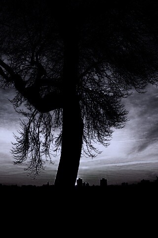 Одинокое дерево обои