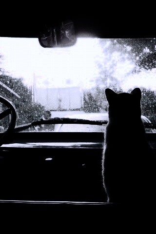 Кот навигатор обои