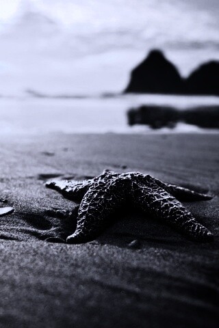 Морская звезда обои