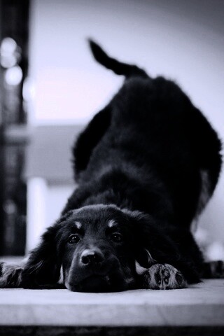 Игривый пес обои