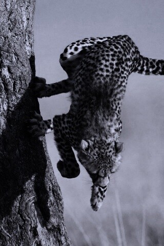 Скалолаз обои