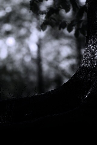 Корни дерева обои