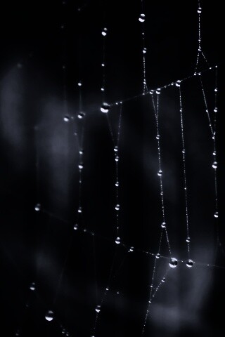 Роса на паутине обои