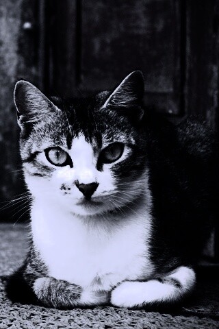 Кошечка на подстилке обои