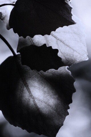 Макро фото осенней листвы обои