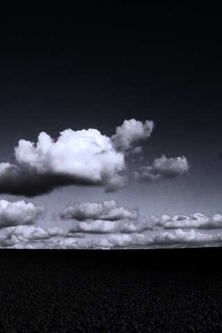 Обака над бескрайними полями обои
