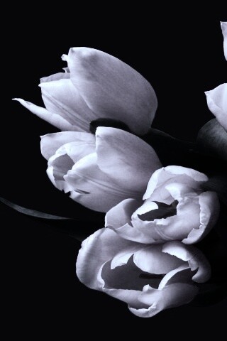 Розовый букет обои